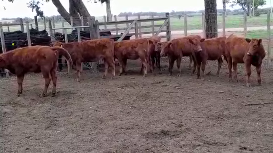 Lote TERNERAS