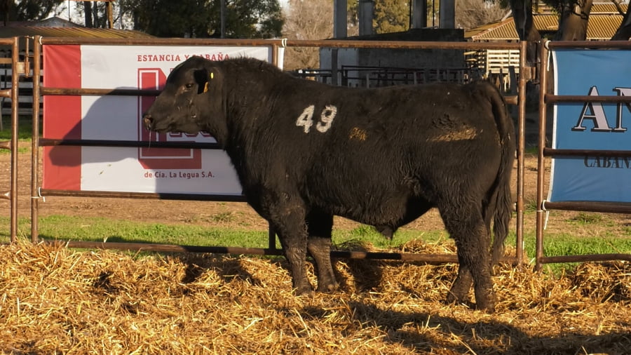 Lote TOROS ANGUS NEGROS PC
