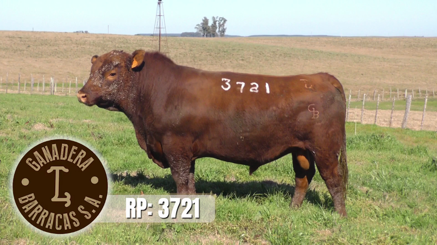 Lote (Vendido)Toros a remate en Ganadera Barracas S.A en Caraguata