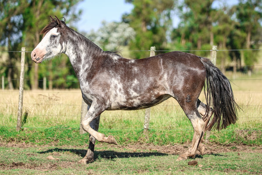 Lote IMPORTANTE DE LOS CARDOS