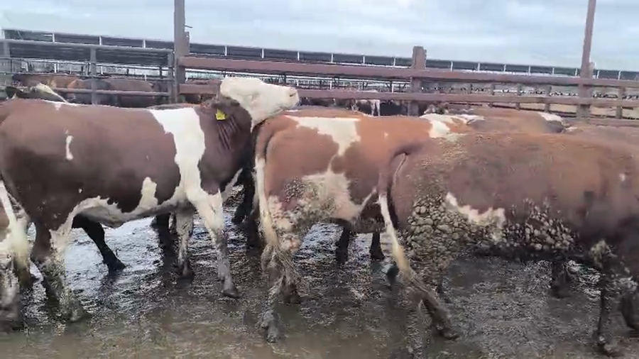 Lote 20 Vaquilla Gorda en Los Ángeles,  VIII Región Biobío