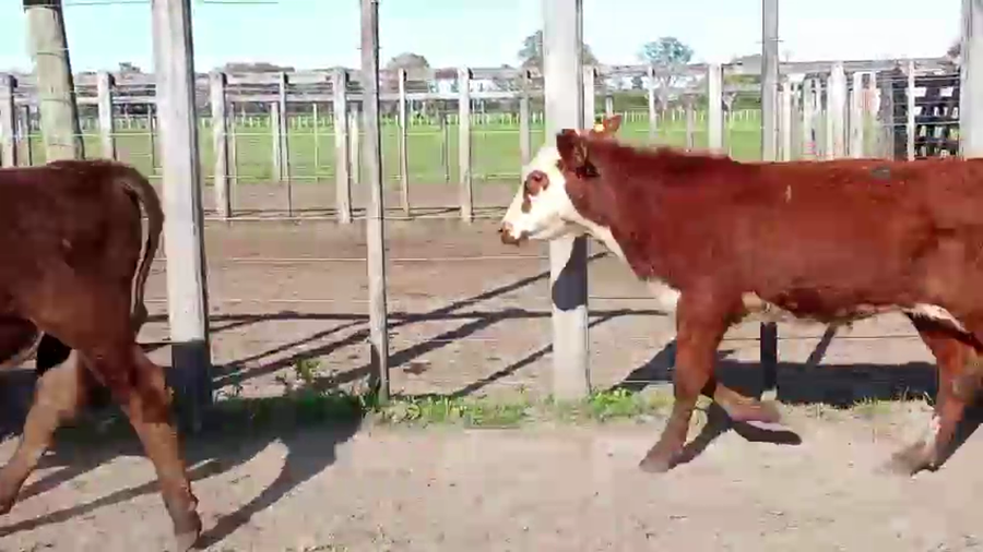 Lote 70 Terneros