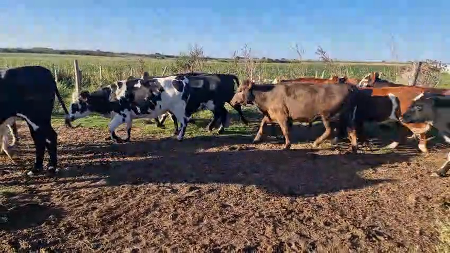 Lote 16 Vaquillonas  a remate en Pantalla Camy - Aniversario 31 Años, San José