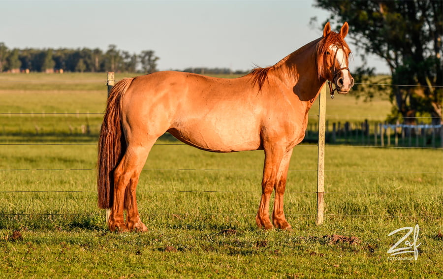 Lote Ruleta de Plata