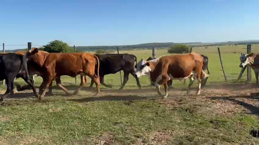Lote 80 Vacas con Cría