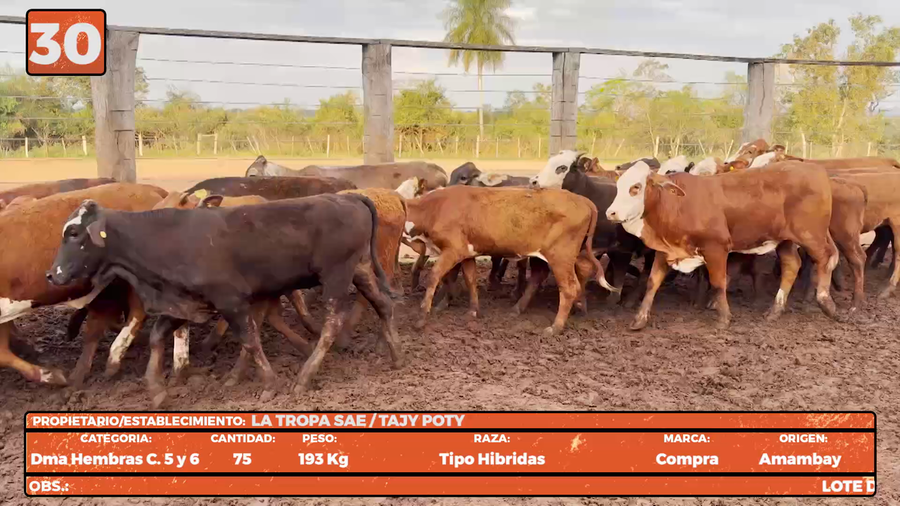 Lote LOTE 30