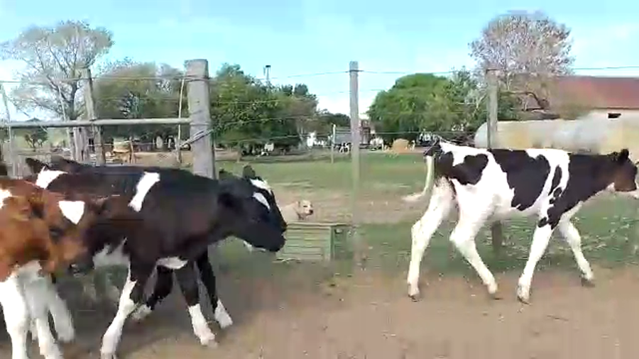 Lote 30 Terneros Holando (29 machos - 1 hembra)