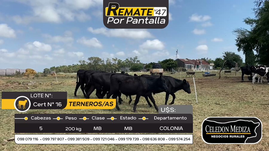 Lote 5 Terneros y Terneras en Colonia