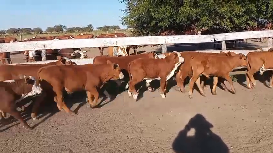 Lote 75 Terneros en Corrientes, Curuzu Cuatia