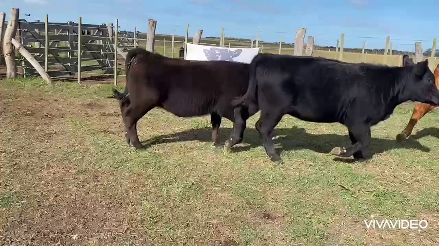 Lote 43 Terneras