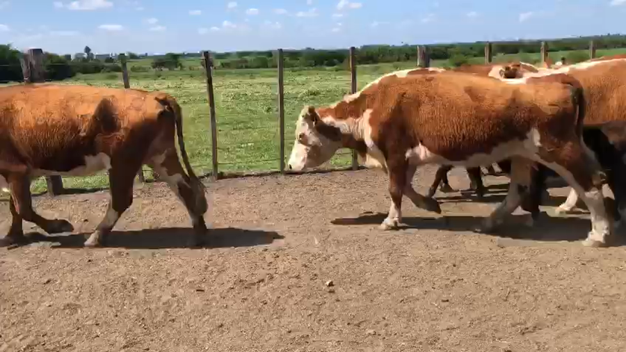 Lote (Vendido)26 Piezas de cría Hereford a remate en Pantalla Camy 400kg -  en Rincon de la Torre