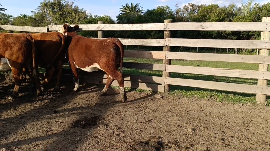 Lote Birriel Hnos y Asociados