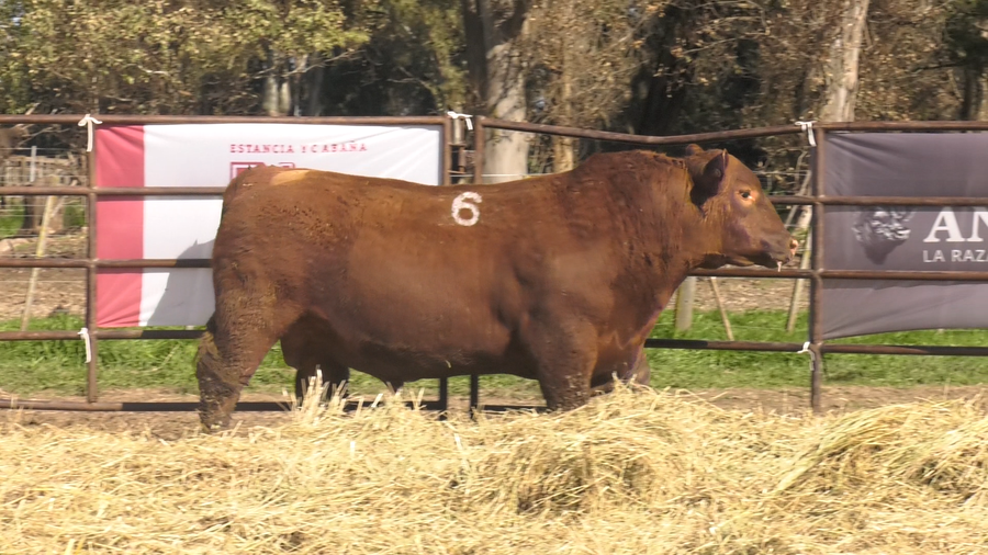 Lote TOROS ANGUS COLORADOS PC