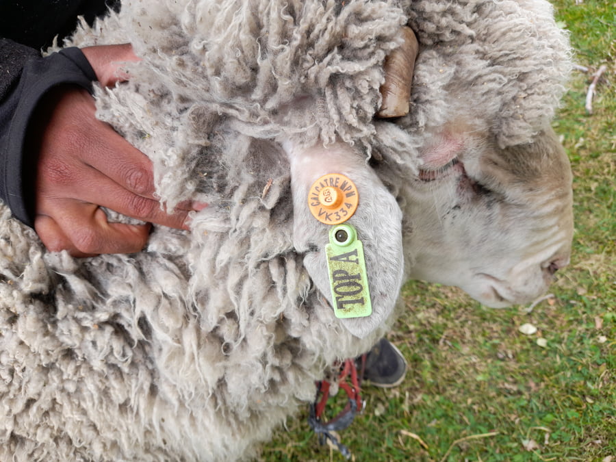 Lote Carnero TOP A, 18-0089