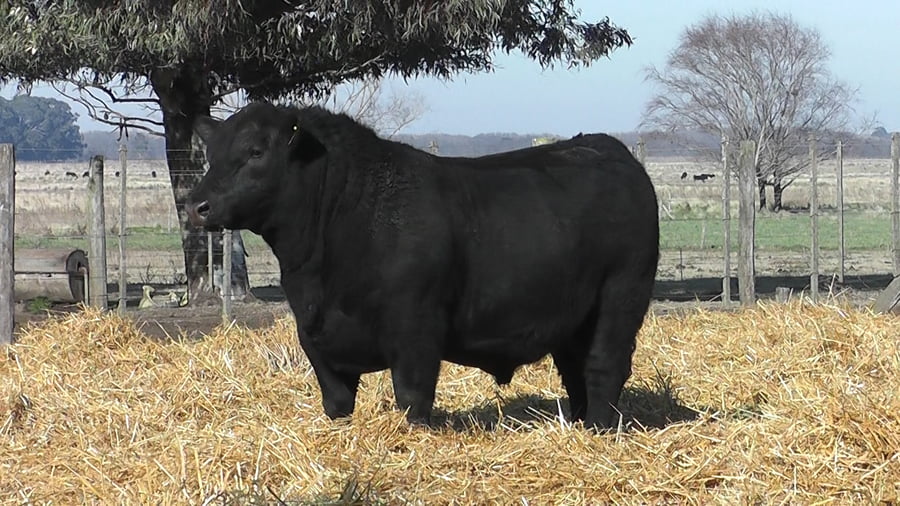 Lote TOROS PUROS POR CRUZA