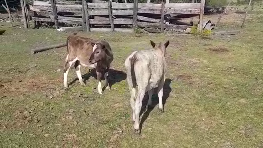 Lote (Vendido)2 Terneros CHAROLAIS a remate en PANTALLA FEDERICO GARLAND 90kg -  en CERROS NEGROS