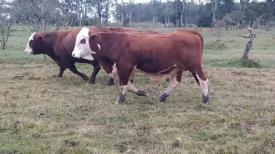 Lote 3 Toros en Corrientes, Curuzú-Cuatiá