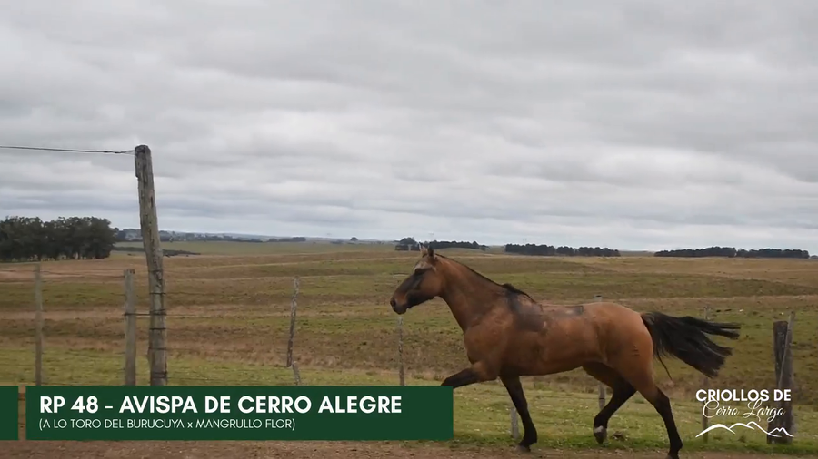 Lote AVISPA DE CERRO ALEGRE