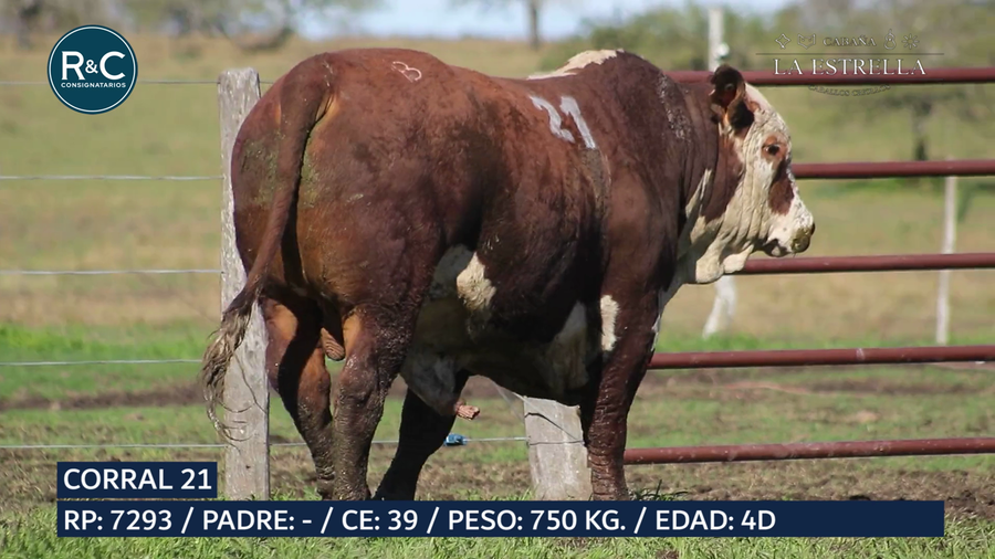 Lote Toro Braford