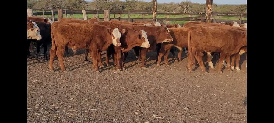 Lote 124 Terneros en Villaguay, Entre Ríos