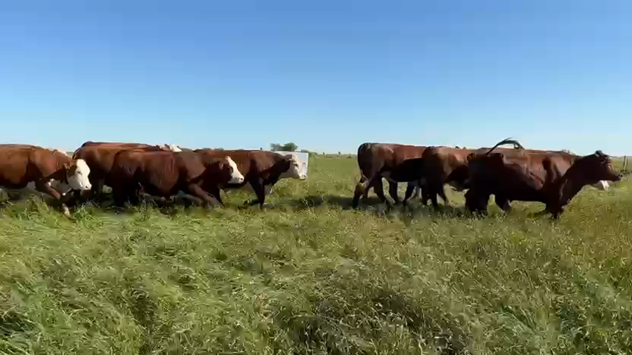 Lote 32 Novillos exportación