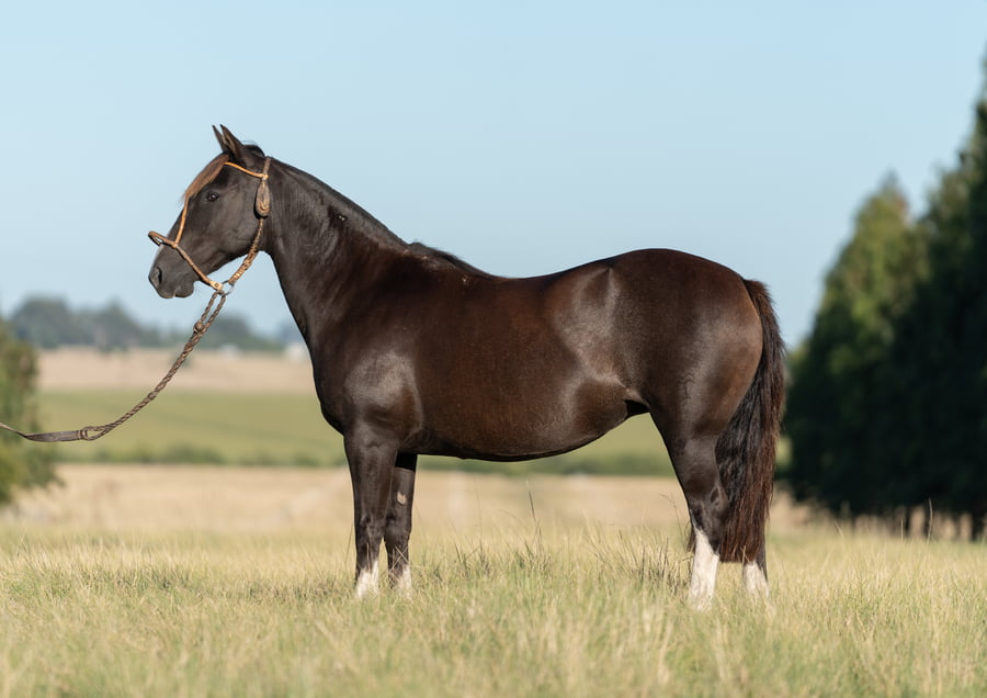 Lote PREÑEZ COLIBRÍ MATRERO X BUTIA XAIENE