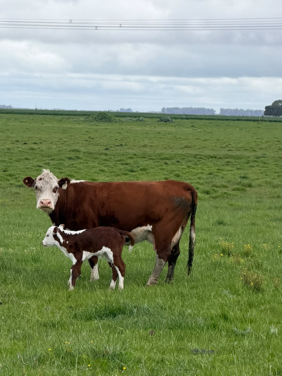 Lote 40 Vacas con Cría