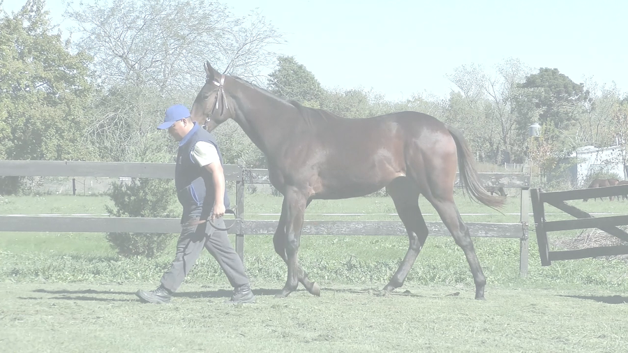 Lote TANGUEANDO (WINNING PRIZE -  PEBETA FANTASTICA)