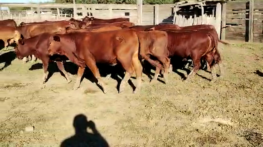 Lote 46 Terneros/as en Quimilí, Santiago del Estero