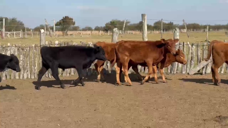 Lote 71 Terneros en Corrientes, Col. Libertad