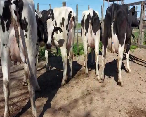 Lote Lote 33 Avelino Picco