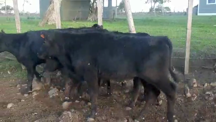 Lote 14 Terneras Angus