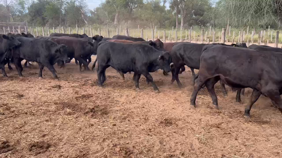 Lote 188 Novillos en Juan José Castelli, Chaco