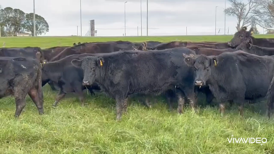 Lote 118 Vacas nuevas Preñadas en Dolores, Buenos Aires