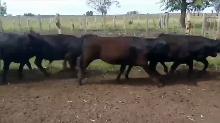 Lote 80 Terneros/as en Curuzú-Cuatiá, Corrientes