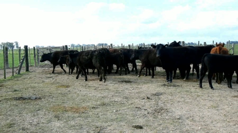Lote Vaquillonas generales paridas
