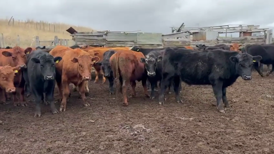 Lote 50 Novillo Engorda en Coyhaique, XI Región Aysén