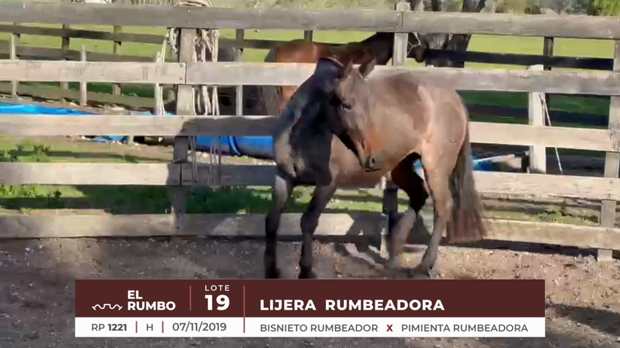 Lote LIJERA RUMBEADORA