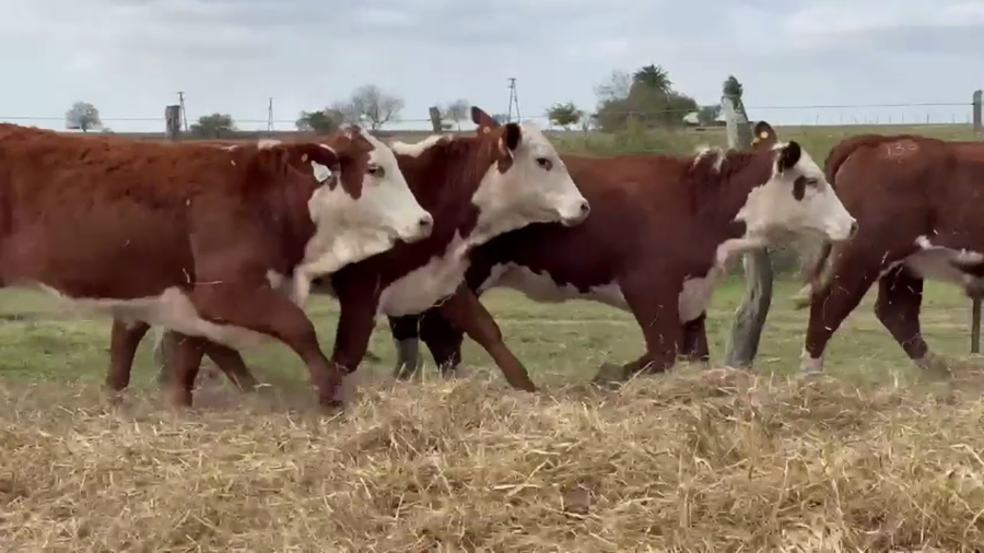 Lote 10 vaquillas Braford BO  para madres de "Olazul S.A."
