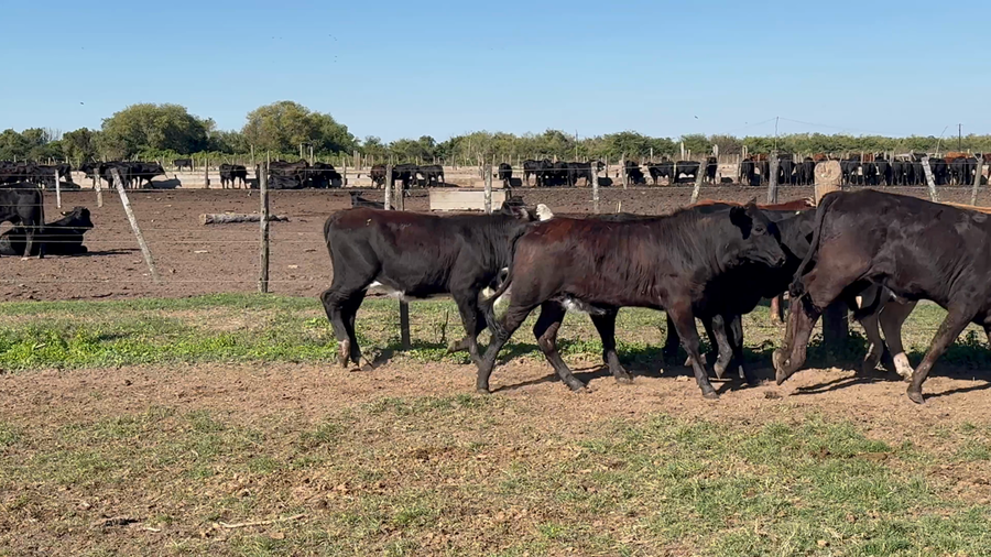 Lote 130 Terneras en Formosa, Clorinda