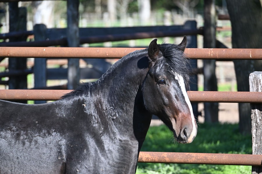 Lote RAIGUELEN GOLONDRINO