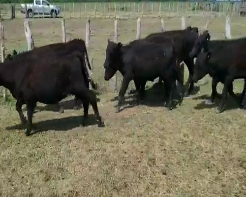 Lote 50 Terneros/as en Villaguay, Entre Ríos