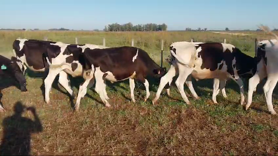 Lote 75 NTOS HOLANDO, CORONEL GRANADA, PCIA. DE BS. AS.