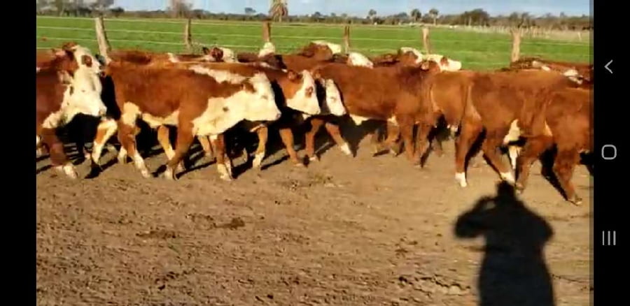 Lote 65 Terneros en Villaguay, Entre Ríos