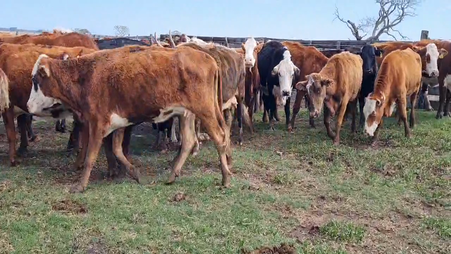Lote 48 Vacas de invernar