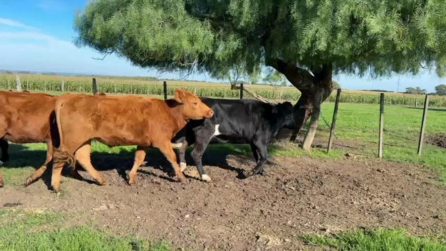 Lote TERNEROS Y TERNERAS