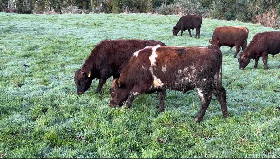 Lote 22 Ternero en Ancud, X Región Los Lagos