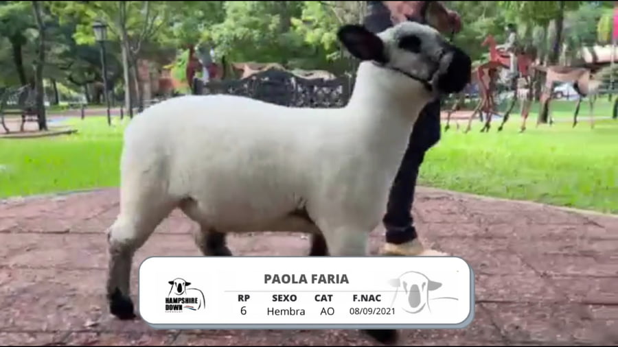 Lote LOTE 1D BOZAL - RP 6