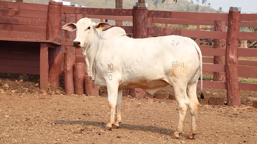 Lote LOTE 7