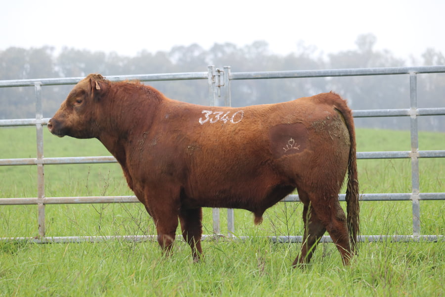 Lote ABERDEEN ANGUS SA -  Angus COLORADOS